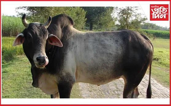 ষাঁড়ৰ পিঠিত উঠি শাস্তিৰ সন্মুখীন উত্তৰ প্ৰদেশৰ যুৱক