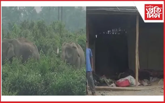 নুমলীগড়ৰ কালিয়নী চাহ বাগিচাত বন্যহস্তীৰ তাণ্ডৱ