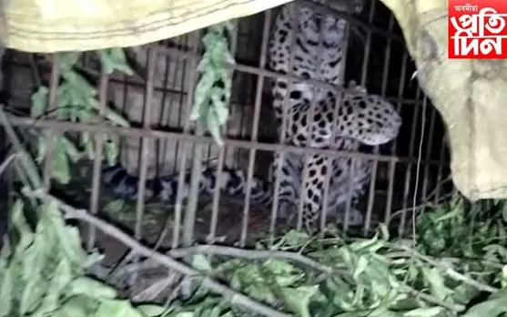 লাহোৱালৰ আলিমূৰ নগাচাপৰিত এটা নাহৰফুটুকী পিঞ্জৰাবদ্ধ...