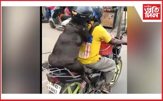 হেলমেট পিন্ধিহে বাইকত উঠিল কুকুৰ