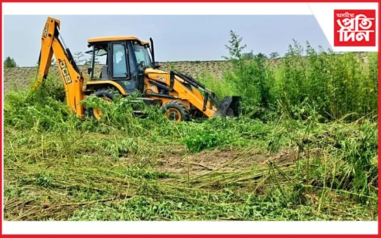ঢকুৱাখনাত ৬ বিঘা ভূমিৰ অবৈধ গাঞ্জা খেতি উচ্ছেদ...
