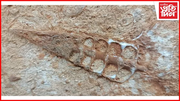 কাৰ্বি আংলঙত জীৱাশ্ম উদ্ধাৰ...