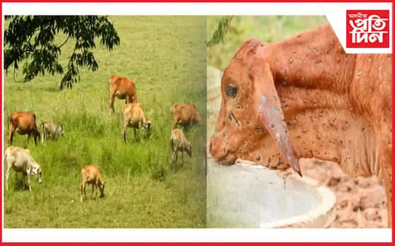 সাৱধান হওঁক; জীৱ-জন্তুৰ দেহত দেখা গৈছে লাম্পি ৰোগ...
