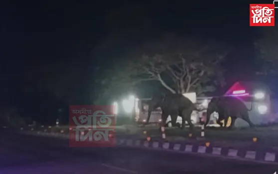  নগাঁওৰ ৰাষ্ট্ৰীয় ঘাইপথত বন্যহস্তীৰ সন্ত্ৰাস...