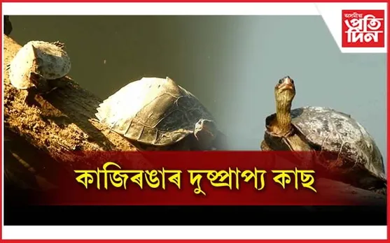 এইবাৰ কাছৰ বাবে চৰ্চা লাভ কাজিৰঙা ৰাষ্ট্ৰীয় উদ্যানৰ...