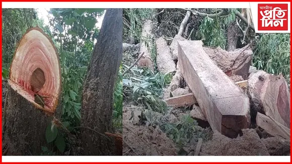 বন বিভাগৰ অভিযানত জব্দ ৩১ টা মূল্যবান কাঠৰ কুণ্ডা