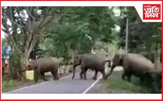 গোলাঘাটৰ মৰঙীত অব্যাহত হাতী মানুহৰ সংঘাত...