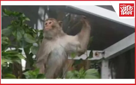 তাণ্ডৱ সৃষ্টিকাৰী বান্দৰ ধৰিবলৈ ২১ হাজাৰ টকাৰ পুৰস্কাৰ ঘোষণা 