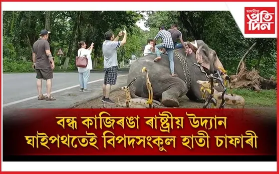 কাজিৰঙাত ব্যক্তিগত হাতী মাউতৰ দৌৰাত্ম্য: গাদী নোহোৱাকৈ হাতী চাফাৰী...