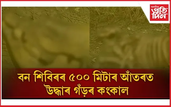 মানাহ ৰাষ্ট্ৰীয় উদ্যানত গঁড় হত্যাঃ খৰ্গবিহীন কংকাল উদ্ধাৰ...