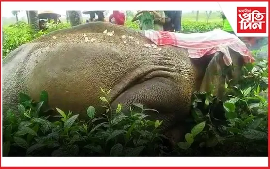 নুমলীগড়ত বন্যহস্তীৰ ৰহস্যজনক মৃত্যু...
