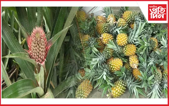 তামুলপুৰৰ আনাৰসে আনিছে আশাৰ ৰেঙনি: অসমৰ বজাৰ দখল...