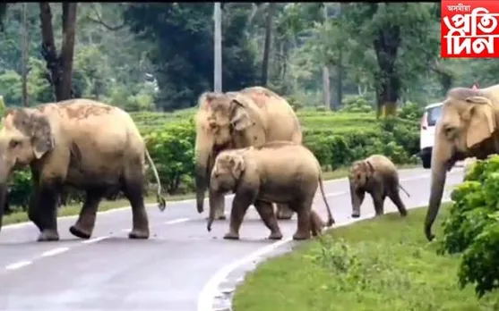 বন্যহস্তীৰ বিচৰণত আতংকিত পথচাৰীৰ-চাহশ্ৰমিক, কাণসাৰ নাই বনবিভাগৰ...