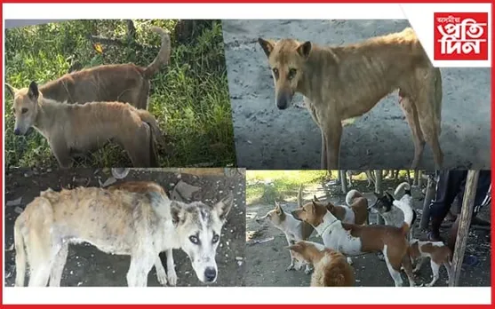 পবা বনাঞ্চলত খাদ্য সংকটত ভুগিছে প্ৰায় অৰ্ধ শতাধিক প্ৰভুভক্তই...