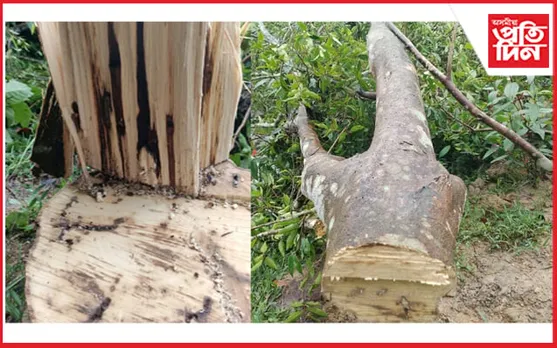 সাঁচি গছ চুৰি কৰি আৰক্ষী জালত চোৰ...