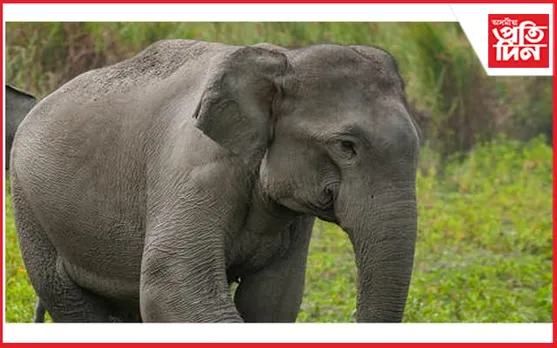 খাদ্যৰ সন্ধানত ওলাই অহা ৩ টা হাতীৰ বিদ্যুৎ‍স্পৃষ্ট হৈ মৃত্যু