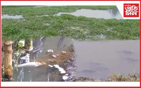 ঐতিহাসিক চামগুৰি বিলত উপঙিছে কুইণ্টলে কুইণ্টেলে মাছ...