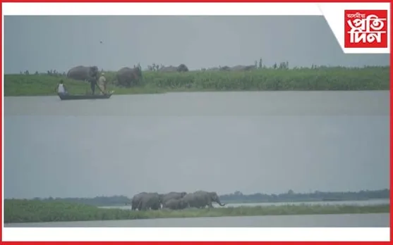 চৌদিশে বানপানীঃ সুৰক্ষিত স্থান বিচাৰি বিশ্বনাথত কাজিৰঙাৰ হাতীৰ জাক...