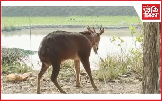 পবিতৰাৰ নিকটৱৰ্তী ঠেংভঙাত উদ্ধাৰ হৰিণ...