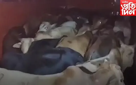 ৰাজ্যত অব্যাহত আছে গৰু সৰবৰাহৰ অবৈধ বেহা