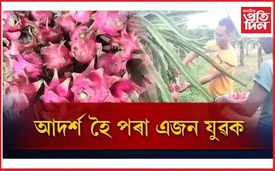 ড্ৰেগন ফ্ৰুইটছৰ খেতিৰে স্বাভলম্বীতাৰ নিৰ্দশন জামুগুৰিহাটৰ যুৱ-কৃষকৰ...