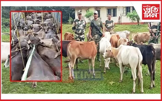 সীমান্ত সুৰক্ষা বাহিনীৰ সফল অভিযানঃ একেদিনাই উদ্ধাৰ ৫৮ ম'হ আৰু ৩০ গৰু