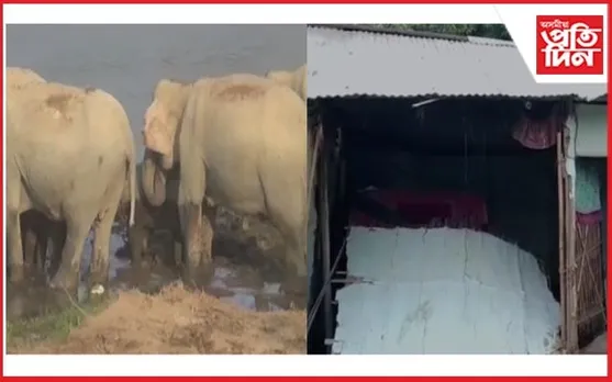 বগীঢলাত বন্যহস্তীৰ সন্ত্ৰাস 