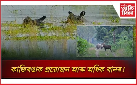 কাজিৰঙা ৰাষ্ট্ৰীয় উদ্যানত জলমগ্ন ৬০টাৰো অধিক বন শিবিৰ...