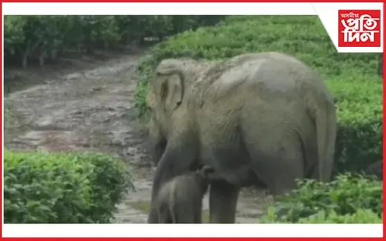 মাকৰ পৰা বিচ্ছেদিত হাতী পোৱালিৰ পুনৰ মিলন