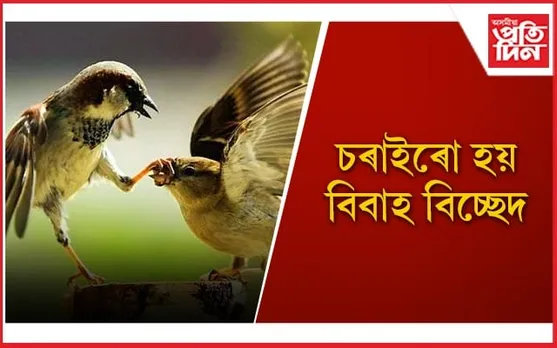 মানুহৰ দৰেই চৰাইৰ জীৱনতো আছে প্ৰেম-সংঘাত