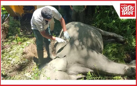 বিদ্যুৎ পৰিবাহী তাঁৰত লাগি বনৰীয়া হাতীৰ কৰুণ মৃত্যু