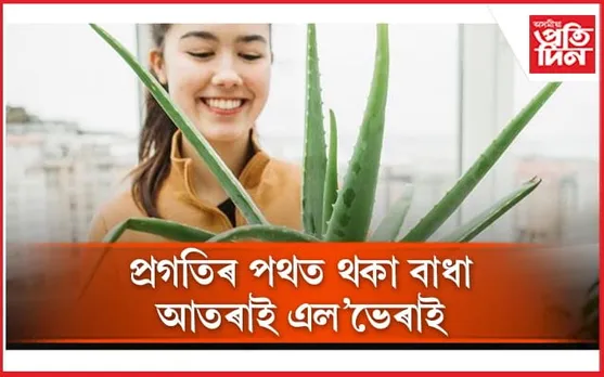 বাস্তুৰ মতে এল’ভেৰা কিদৰে ৰোপন কৰিব লাগে জানেনে ?