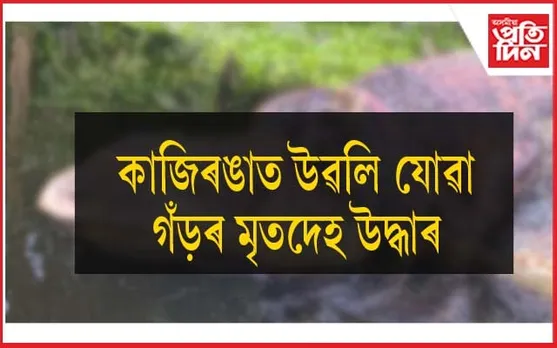 কাজিৰঙাত গঁড়ৰ মৃতদেহ উদ্ধাৰঃ খৰ্গৰ সন্ধানত অভিযান অব্যাহত...