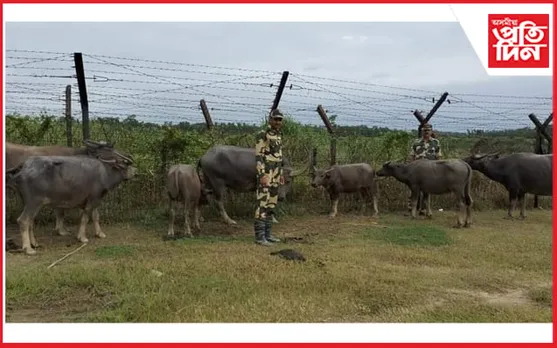 কাছাৰত বি এছ এফে জব্দ কৰিলে ৭ টা ম'হ