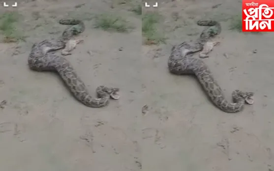 চৰাইদেউ উদ্ধাৰ প্ৰকাণ্ড অজগৰঃ ৭টাকৈ  হাঁহ ভক্ষণ 
