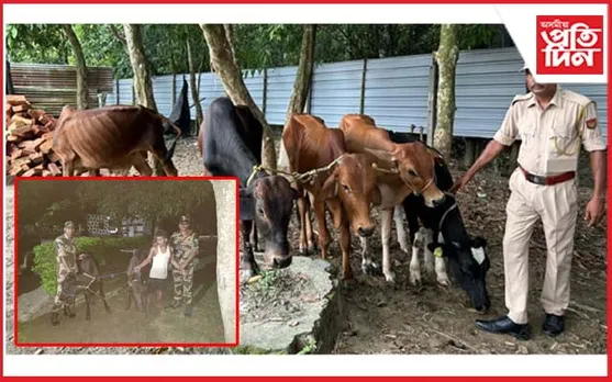 মানকাচৰ-বাংলাদেশ সীমান্তত ৭ টা পশুধনসহ এজনক গ্ৰেপ্তাৰ...