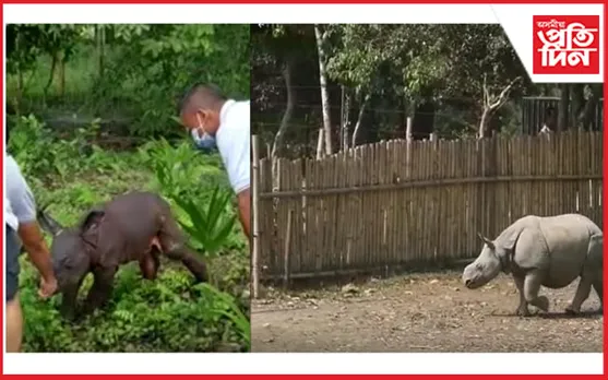 মাতৃহাৰা 'কৃষ্ণ'ই ভৰি দিলে ২ বছৰত : গাখীৰ এৰি ঘাঁহ খাবলৈ লৈছে পোৱালিটোৱে