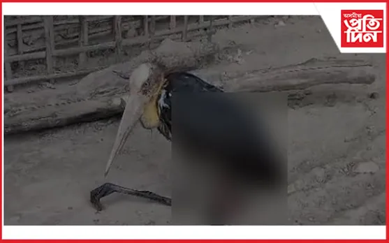 চতিয়াত আঘাতপ্ৰাপ্ত অৱস্থাত বৰটোকোলা উদ্ধাৰ