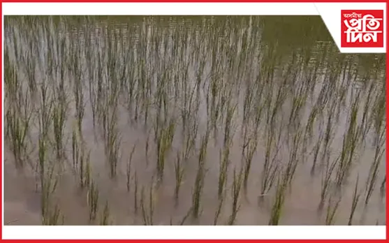 জামুগুৰিহাটত বিঘাই বিঘাই ধাননি পথাৰত লাগিছে পোক