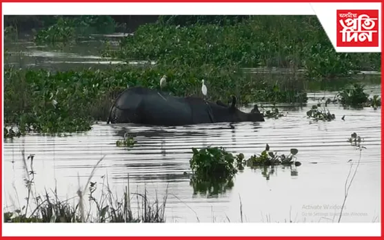 ভদীয়া বানত কাজিৰঙা ৰাষ্ট্ৰীয় উদ্যানঃ মৃত্যুক আঁকোৱালিছে বন্যপ্ৰাণীয়ে