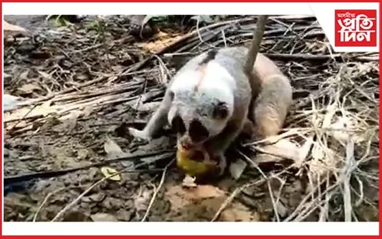 কৰিমগঞ্জত উদ্ধাৰ দুষ্প্ৰাপ্য পশু...