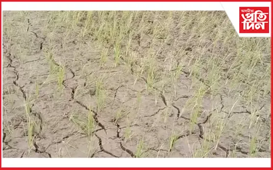 কামপুৰৰ পথাৰত ছিৰাল ফাট : নাই জলসিঞ্চনৰ ব্যৱস্থা