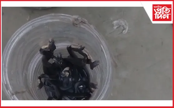 একেটা বাসগৃত উদ্ধাৰ ভালেসংখ্যক বিষাক্ত সাপ