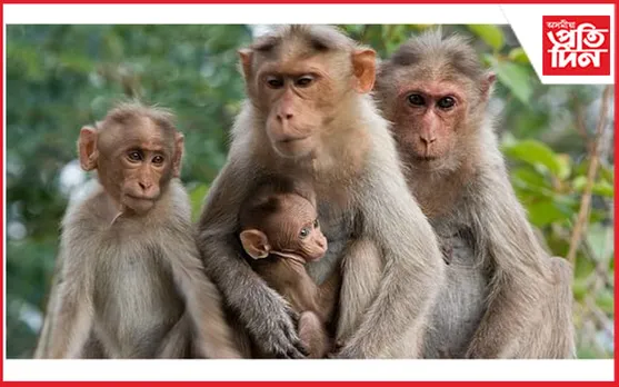 শ্ৰেণীকোঠাত বান্দৰৰ তাণ্ডৱ : বিপাঙত দেৰগাঁৱবাসী