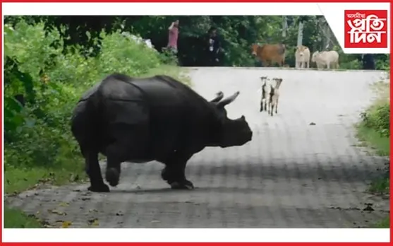 কাজিৰঙাৰ পথ-পথাৰত উগ্ৰমূৰ্তি এশিঙীয়াৰ...
