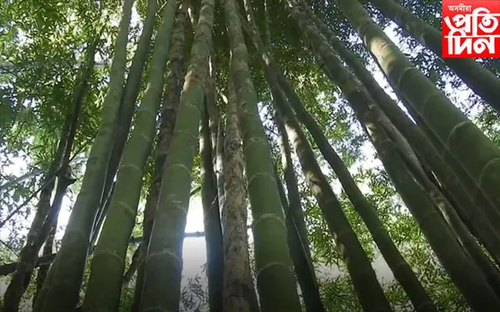আজি বিশ্ব বাহঁ দিৱস