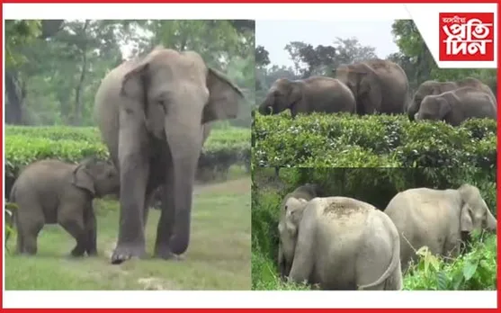 মৰঙি চাহ বাগিচাত হাতীৰ মুক্ত বিচৰণ