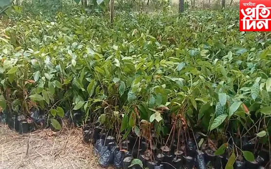 ৰাজ্যত বিশ্ব ৰেকৰ্ডৰ জোৱাৰঃ এইবাৰ ওদালগুৰিত গিনিজ ৱৰ্ল্ড ৰেকৰ্ড