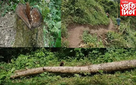 বৃক্ষ ৰোপণেৰে অভিলেখ গঢ়া অসমৰ কাজিৰঙাত অবাধ বন ধ্বংস যজ্ঞ