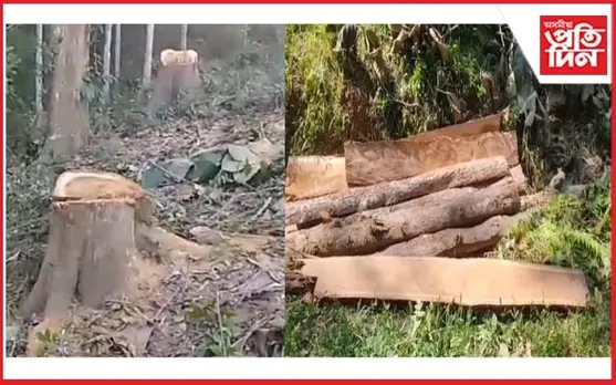 কাছাৰৰ ধলাইত বনধ্বংসঃমূল্যবান চেগুন গছ কাটি তহিলং...